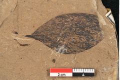Foto (Detailansicht) von Cinnamomum polymorphum Braun (NHMW-GEO-2024-0188-11402)